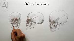 Improving technique deeper understanding of anatomy fellow students other resources + draw. Face Anatomy Anatomy Lesson For Artists Youtube