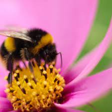 Get the answer and discover more facts about their life cycle, habitat, and how you can help these essential pollinators. How To Make Your Garden A Haven For Bees