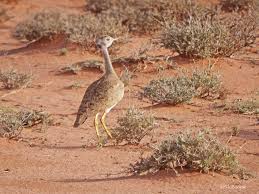 Image result for Burttia prunoides