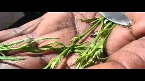 Image result for Striga hallaei