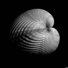 He has been called one of the most innovative and influential american photographers… and one of the masters of 20th century photography. The Secret Agent Edward Weston Weston Still Life Photography