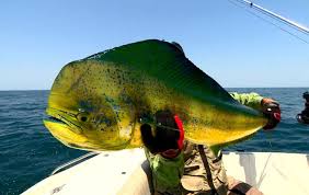 Ainda quando falamos do pescador, precisamos reconhecer que o verdadeiro profissional para esse trabalho, sabe. No Dia Do Pescador Relembre Pescarias Emocionantes Do Terra Da Gente Terra Da Gente G1