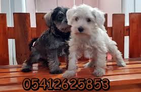 Schnauzer Tras Sekilleri Yavru Kopek Kopek Minyaturler
