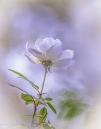 500 Flower Pictures Hd Download Free Images On Unsplash Flower Pictures Flower Images Flower Landscape