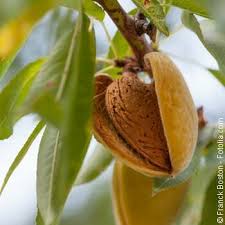 Les pistaches mûrissent généralement au mois de septembre, mais occasionnellement, lorsque les étés sont particulièrement chauds, la récolte a lieu fin août. Plantation De L Amandier Partout En France Jardipartage