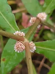 Image result for Alternanthera sessilis