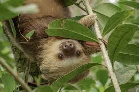 Sloth is one of the seven capital sins in catholic teachings. Urban Sloth Project The Impacts Of Habitat Disturbance The Sloth Conservation Foundation