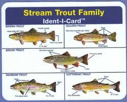 Stream Trout Ident I Card Freshwater Fish Identification Card