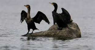 Marietta Stevens Adli Kullanicinin Aalscholver Cormorant Panosundaki Pin Kus