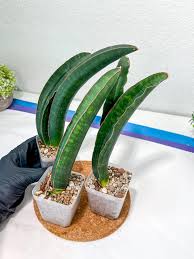 Image result for Sansevieria sinus-simiorum