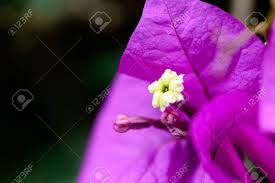 You should learn their sun requirements, what seasons they bloom best in and the many varieties of other plants that work best with your chosen purple flowers. Sri Lanka Royal Botanic Gardens Different Types Of Purple Flowers Stock Photo Picture And Royalty Free Image Image 22030434