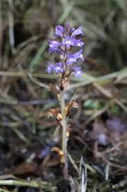 Image result for Orobanchaceae