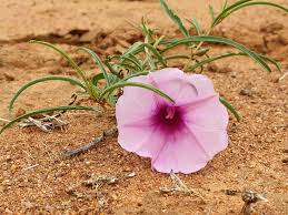 Image result for Ipomoea bolusiana