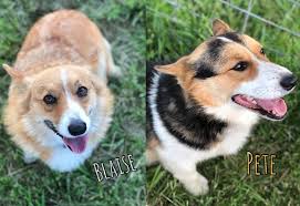 Maybe you would like to learn more about one of these? The Divided Two Cowboy Corgis Home Facebook