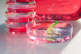 We did not find results for: Primary Plant Cell Culture Stock Photo Picture And Royalty Free Image Image 16128784