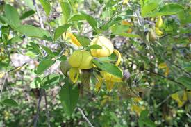 Image result for Crotalaria capensis