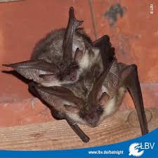 Dieses Wochenende Steht Im Zeichen Der Fledermaus Rund Um Den 27 August Finden Bayernweit Zahlreiche Lbv Veranstaltungen Animals Instagram Feed Instagram