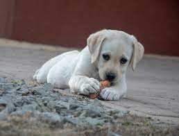 In fact, most veterinarians recommend a temporary diet consisting of chicken and rice for dogs with acute gastrointestinal problems. What Human Food Can Dogs Eat Animal Trust