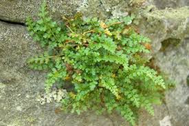 Image result for Asplenium emarginatum