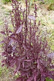 Image result for Atriplex hortensis