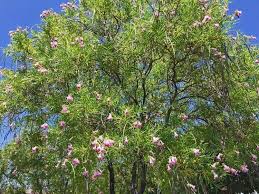 We did not find results for: Desert Trees And Large Shrubs Jacumba Hot Springs Resort Spa