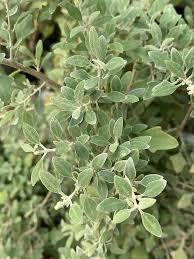 Image result for Rhagodia