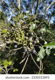 Image result for Vepris