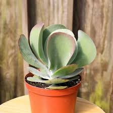 Image result for Kalanchoe glaucescens