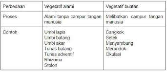 Mengapa kentang termasuk umbi batang bukan umbi akar? Modifikasi Batang Yang Tumbuh Secara Horizontal At