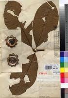 Image result for Rothmannia whitfieldii