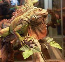 Iguana Cages Green Iguana Cage Facts Information Iguana Pet Iguana Iguana Cage