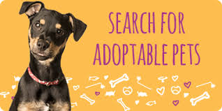 You will find dogs for sale and puppies for adoption in our listings. Find And Adopt A Pet Near You Petco Foundation