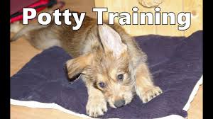 Dogs & puppies in australia. How To Potty Train A Berger Picard Puppy Berger Picard House Training Berger Picard Puppies Youtube