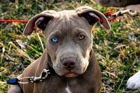 Maybe you would like to learn more about one of these? Blue Eyed Pitbull Do Pitbulls With Blue Eyes Really Exist