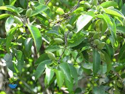 Image result for Drypetes gerrardii