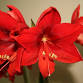 2-14-2026  Amaryllis event in Zephyrhills, FL