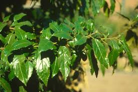 Image result for Rhamnus prinoides
