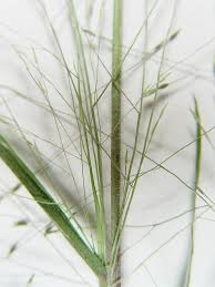 Image result for Panicum pilgeri
