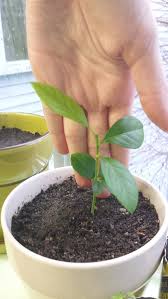 If you do, banana is the single most profitable tree; Growing Trees For Profit In Your Backyard Homesteading