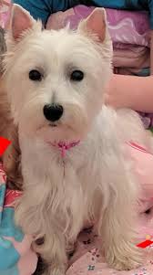 Young Williams Animal...