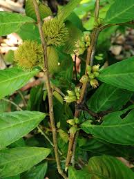 Image result for Rinorea