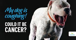 Metastatic lung tumors are tumors originating from a cancer elsewhere in the body which has spread to the pet's lungs. Diseases That Mimic Lung Cancer In Dogs Dogs Naturally