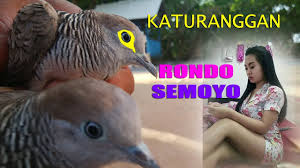 Check spelling or type a new query. Peternakan Perkutut Putih Hitam Cemani Udan Mas By Perkutut Warna