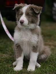 dog breeds b border collie page 61 border collie puppies collie puppies puppy pictures