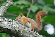American red squirrel - BC Forestry Outreach Center