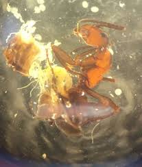 Image result for Anthericopsis