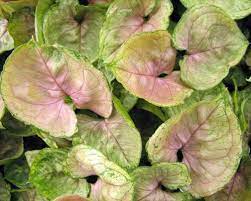 Triad Plant Company Plants Plant Care Philodendron Plant