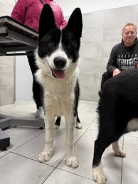 Image result for karelský medvědí pes