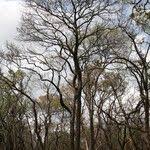 Image result for Terminalia brachystemma