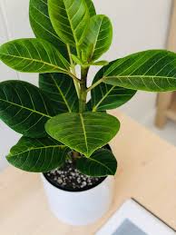 Image result for Ficus demeusei